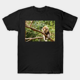 Koala, with legs dangling, in tree limb. T-Shirt